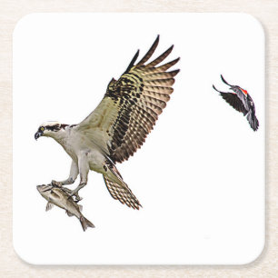 Osprey, der durch eine rotgeflügelte Amsel gejagt Rechteckiger Pappuntersetzer