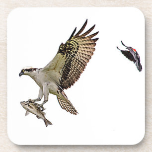 Osprey, der durch eine rotgeflügelte Amsel gejagt Untersetzer