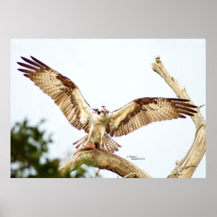 Osprey Fahwk Offene Flügel Poster