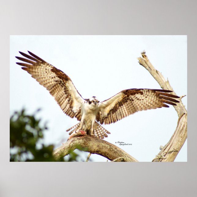 Osprey Fahwk Offene Flügel Poster (Vorne)