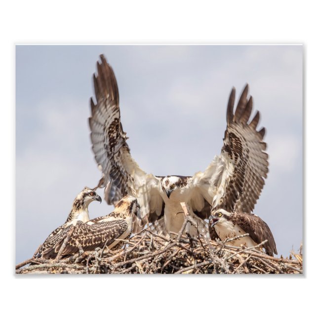 Osprey Familienportrait Fotodruck (Vorne)