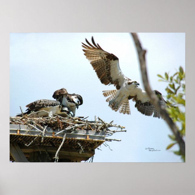 Osprey Family Poster (Vorne)