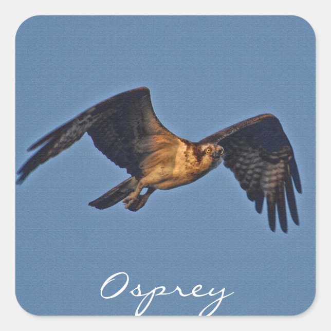 Osprey Fish Eagle Fliegen bei Sonnenuntergang Quadratischer Aufkleber (Vorderseite)