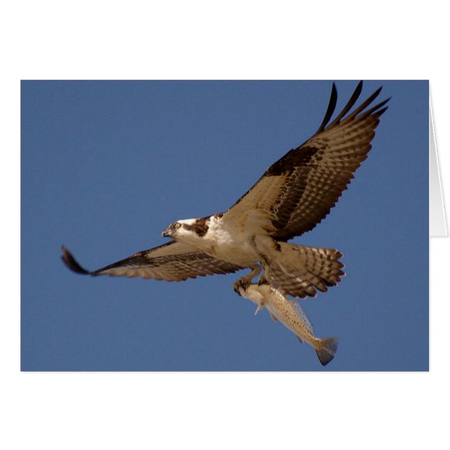 Osprey Fisher (Vorderseite (Horizontal))