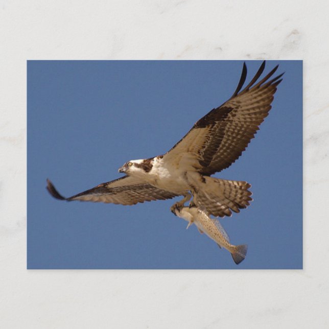 Osprey Fisher Postkarte (Vorderseite)