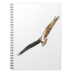 Osprey Flying Notizblock