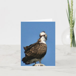 Osprey Foto Faltkarte