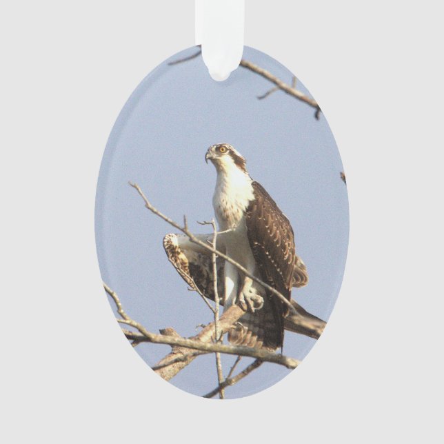 Osprey Foto Ornament (Vorderseite)