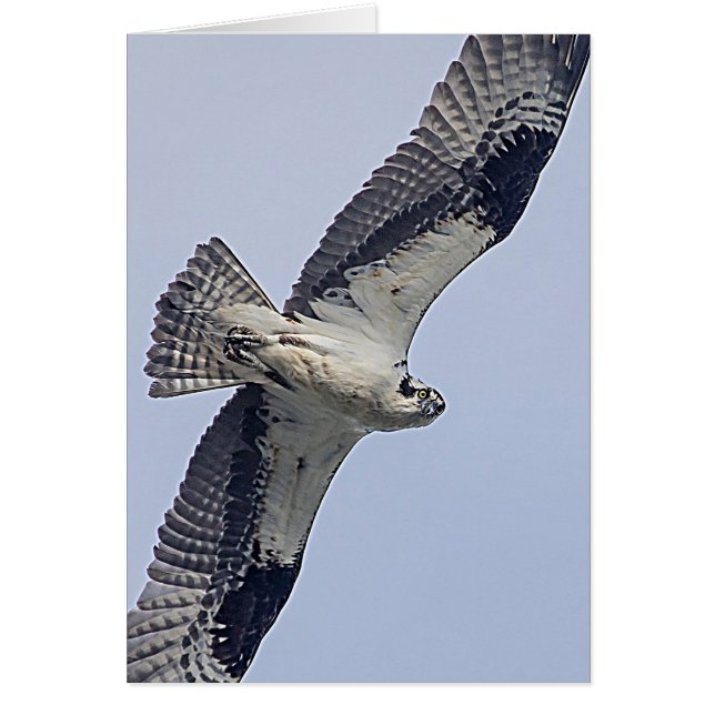 Osprey im Flug (Vorne)