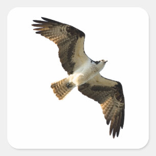 Osprey-im Flug Logo Quadratischer Aufkleber