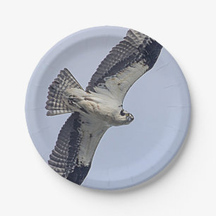 Osprey im Flug Pappteller
