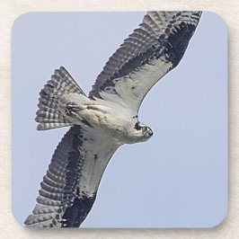 Osprey im Flug Untersetzer