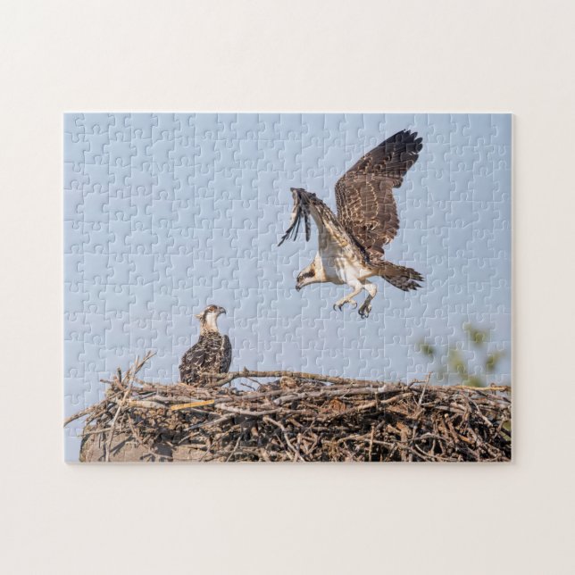 Osprey im Nest (Horizontal)