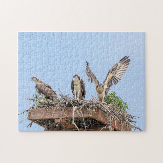 Osprey im Nest (drei amigos) (Horizontal)
