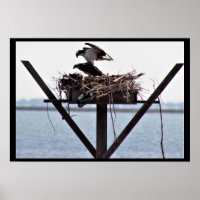 Osprey im Nest