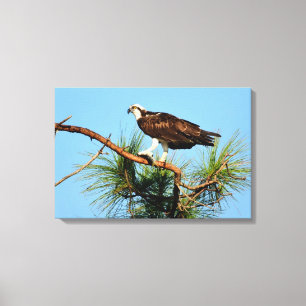 Osprey in der Wildnis Leinwanddruck