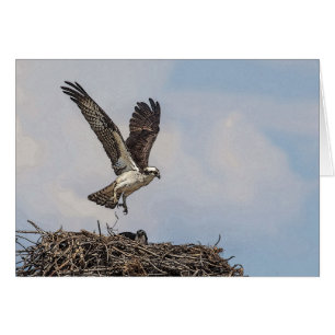 Osprey in einem Nest