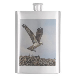 Osprey in einem Nest Flachmann