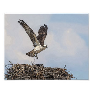 Osprey in einem Nest Fotodruck