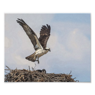 Osprey in einem Nest Fotodruck