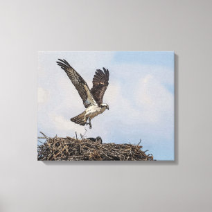 Osprey in einem Nest Leinwanddruck