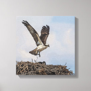 Osprey in einem Nest Leinwanddruck
