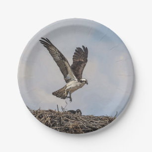 Osprey in einem Nest Pappteller