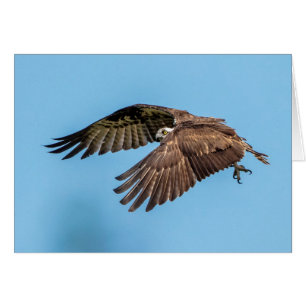 Osprey in Flitterwochen Staat Park