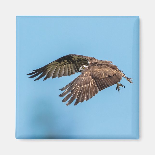 Osprey in Flitterwochen Staat Park Magnet (Vorne)