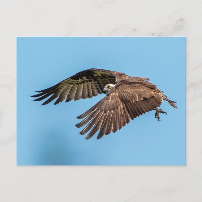 Osprey in Flitterwochen Staat Park Postkarte (Vorderseite)