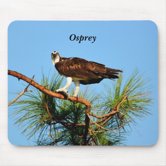Osprey in freier Wildbahn Mousepad (Vorne)