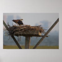 Osprey in Nest Foto Poster