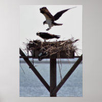 Osprey in Nest