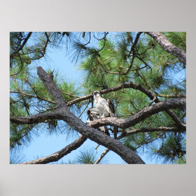 Osprey in Pine Tree Poster (Vorne)
