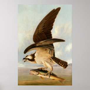 Osprey - John James Audubon Poster d'art