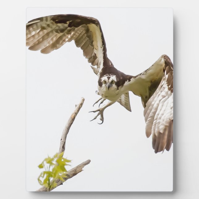 Osprey kommt auf dich zu fotoplatte (Vorderseite)