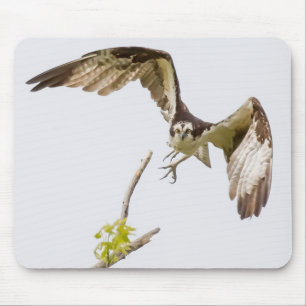 Osprey kommt auf dich zu mousepad