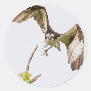 Osprey kommt auf dich zu runder aufkleber