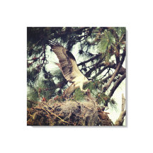 Osprey Landing Stretched Canvas Print