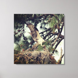 Osprey Landing Stretched Canvas Print Leinwanddruck
