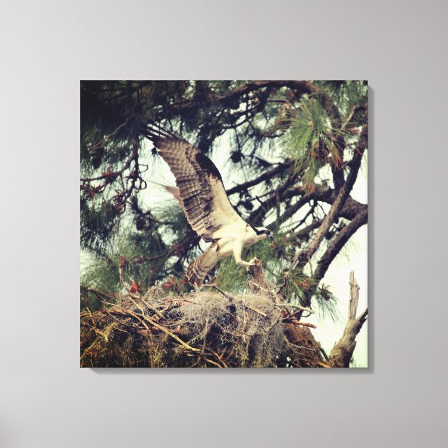 Osprey Landing Stretched Canvas Print Leinwanddruck (Vorderseite)