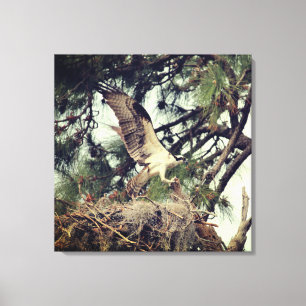 Osprey Landing Stretched Canvas Print Leinwanddruck