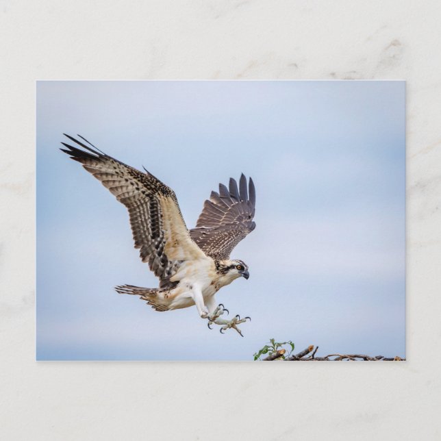 Osprey Landung im Nest Postkarte (Vorderseite)