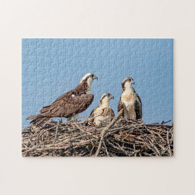 Osprey Mama mit ihren Kindern (Horizontal)