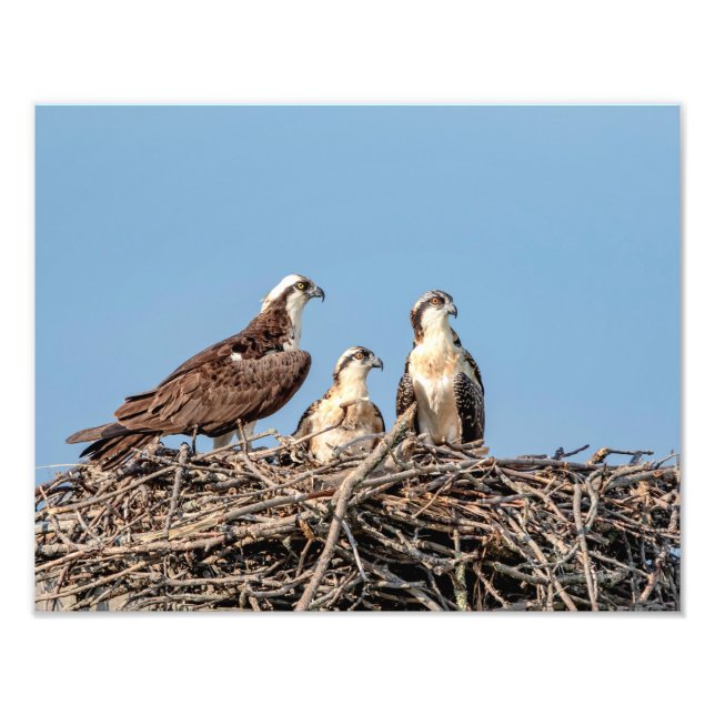 Osprey Mama mit ihren Kindern Fotodruck (Vorne)