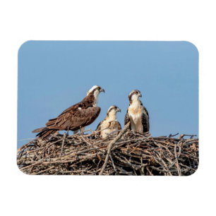 Osprey Mama mit ihren Kindern Magnet