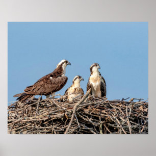 Osprey Mama mit ihren Kindern Poster