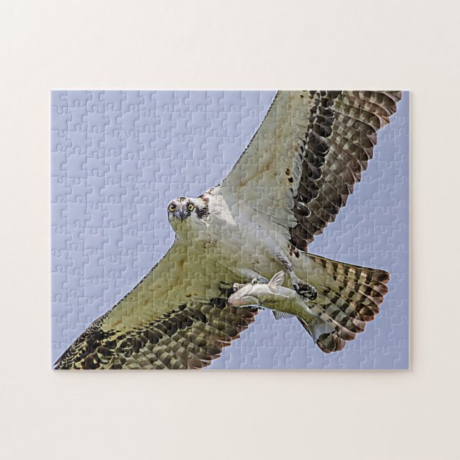 Osprey mit Fisch (Horizontal)