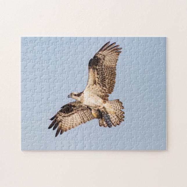 Osprey mit Fisch (Horizontal)