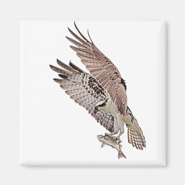 Osprey mit Fisch Magnet (Vorne)